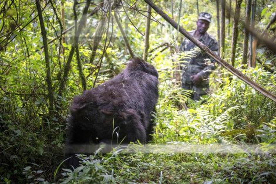 Nord-Kivu : un écogarde de l’ICCN tué dans le Lubero