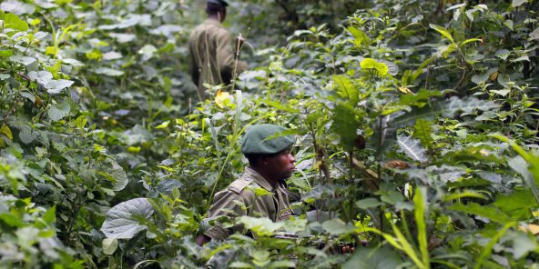 Nord-Kivu : encore un écogarde tué dans une attaque des ex-miliens du M23, alerte l’ICCN