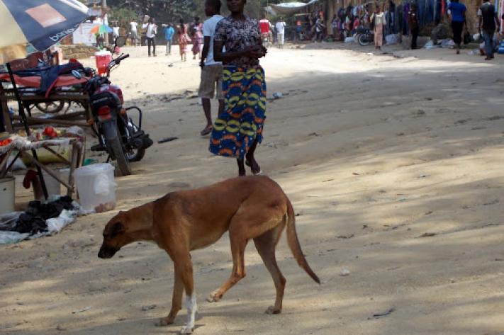 Drame au Kwilu : 37 personnes mordues par un chien dont deux morts dans le secteur Bulwem