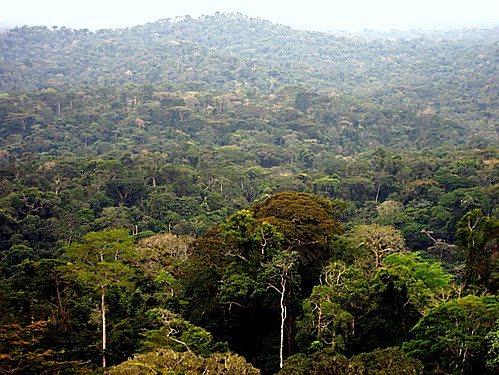 Cop 28 : la RDC va bénéficier d’une aide financière de 60 millions d’euros pour la protection de ses forêts