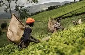 RDC : la BAD accorde un prêt de 260 millions de dollars pour renforcer le secteur agricole et ses chaînes de valeur