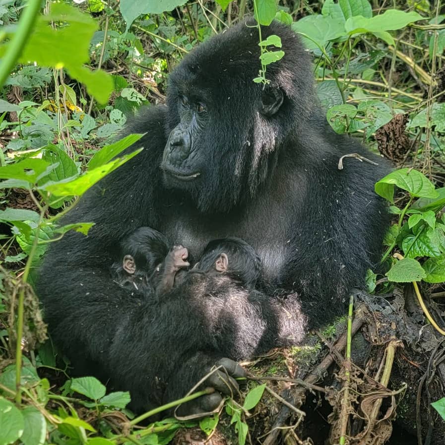 RDC : première naissance de 2026 marquée par des jumeaux gorilles de montagne dans le Parc national des Virunga