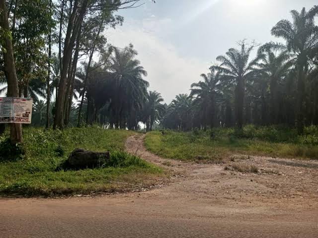 Nord-Kivu : deux agriculteurs blessés lors d’une altercation avec des éco-gardes à Mayangose