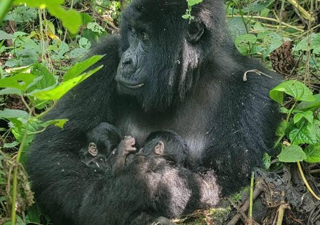 Nord-Kivu : huit naissances de gorilles des montagnes au parc des Virunga en 2025