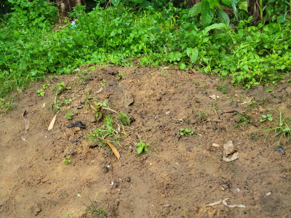 Une fosse commune découverte dans le secteur de Bapere 